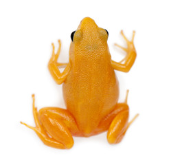 Golden Mantella, Mantella aurantiaca, against white background