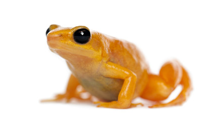 Golden Mantella, Mantella aurantiaca