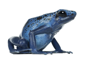 Obraz premium Blue and Black Poison Dart Frog, Dendrobates azureus