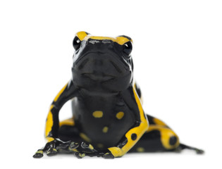 Yellow-Banded Poison Dart Frog