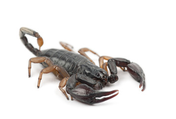 European Yellow-Tailed Scorpion, Euscorpius flavicaudis