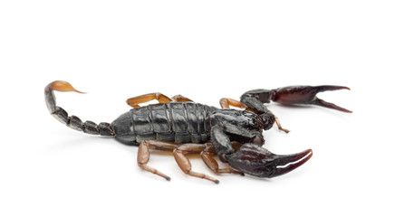 European Yellow-Tailed Scorpion, Euscorpius flavicaudis