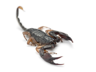 European Yellow-Tailed Scorpion, Euscorpius flavicaudis
