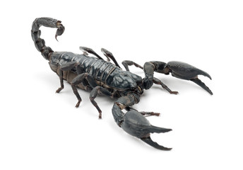 Emperor Scorpion, Pandinus imperator, against white background