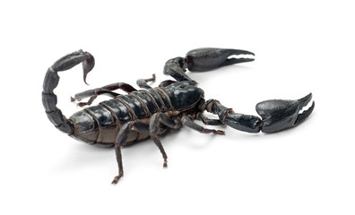 Emperor Scorpion, Pandinus imperator, against white background