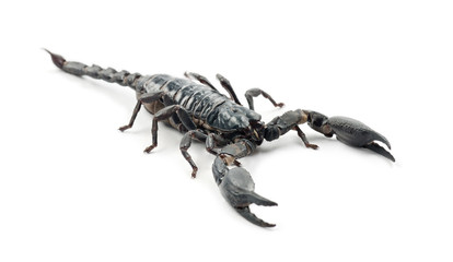 Emperor Scorpion, Pandinus imperator, against white background