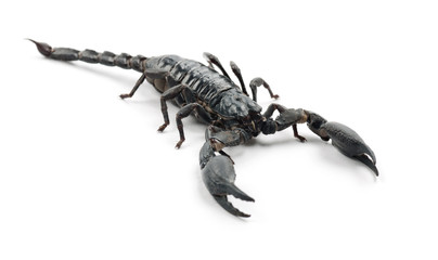 Emperor Scorpion, Pandinus imperator, against white background