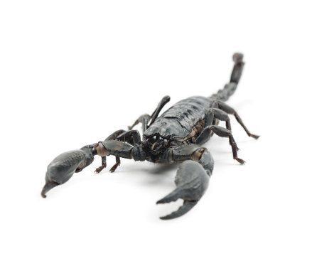 Emperor Scorpion, Pandinus imperator, against white background