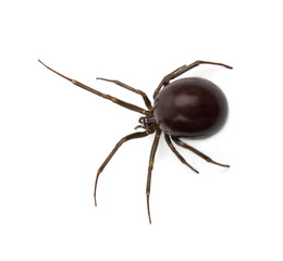 Common House Spider, Parasteatoda tepidariorum