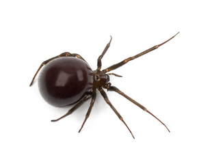 Common House Spider, Parasteatoda tepidariorum