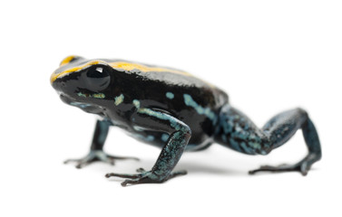 Golfodulcean Poison Frog, Phyllobates vittatus