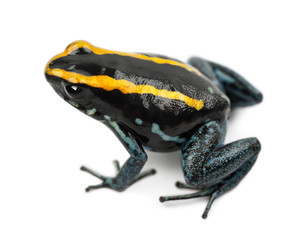 Fototapeta premium Golfodulcean Poison Frog, Phyllobates vittatus