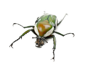 Female Flamboyant Flower Beetle or Striped Love Beetle