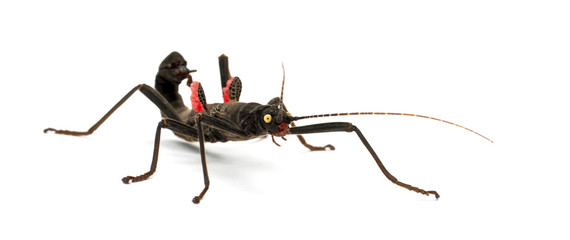 Golden-eyed Stick Insect, Peruphasma schultei