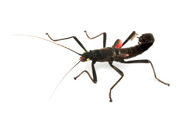 Golden-eyed Stick Insect, Peruphasma schultei
