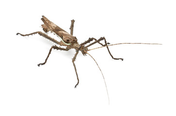 Adult male Malayan Jungle Nymph, Heteropteryx dilatata