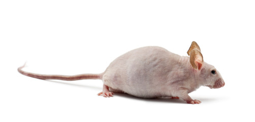 Hairless mouse, Mus musculus, against white background