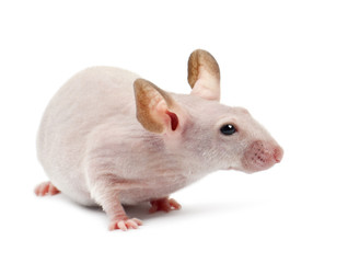 Hairless mouse, Mus musculus, against white background