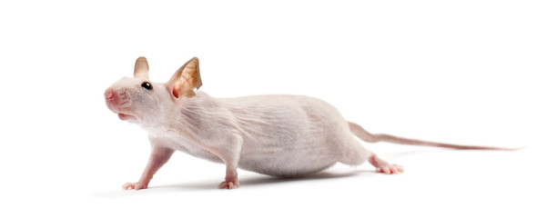 Hairless mouse, Mus musculus, against white background