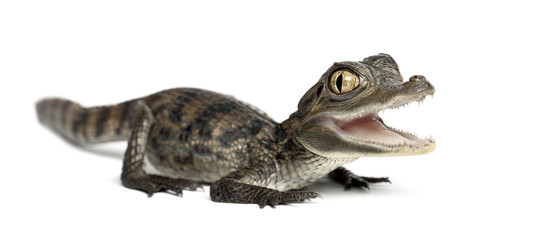 Obraz premium Spectacled Caiman, Caiman crocodilus