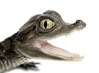 Fototapeta premium Spectacled Caiman, Caiman crocodilus