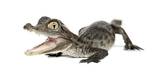 Spectacled Caiman, Caiman crocodilus