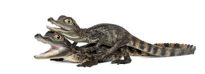 Spectacled Caimans, Caiman crocodilus