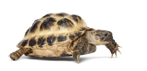 Fototapeta premium Young Russian tortoise, Horsfield's tortoise