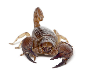 Shiny Burrowing Scorpion or Yellow legged Creeping Scorpion