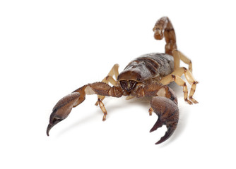 Shiny Burrowing Scorpion or Yellow legged Creeping Scorpion