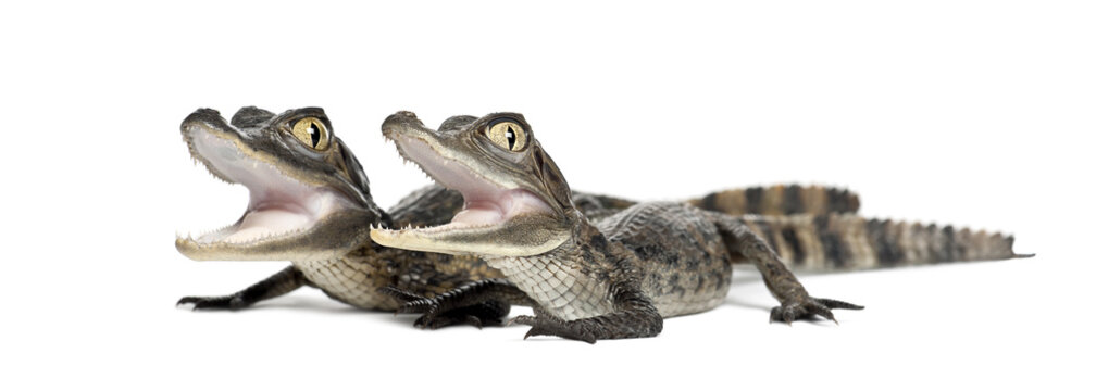 Spectacled Caimans, Caiman crocodilus