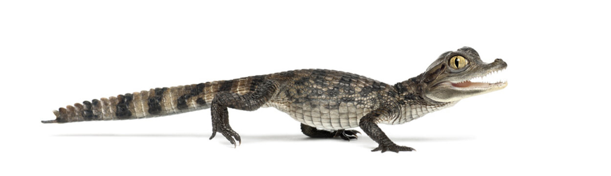 Spectacled Caiman, Caiman crocodilus