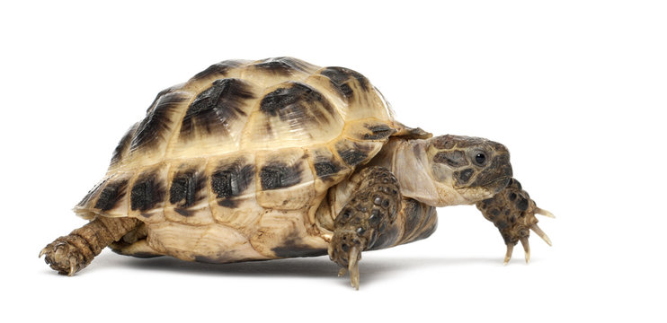 Young Russian tortoise, Horsfield's tortoise