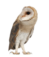 Barn Owl, Tyto alba, 4 months old