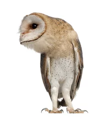 Poster Barn Owl, Tyto alba, 4 months old © Eric Isselée