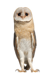 Obraz premium Barn Owl, Tyto alba, 4 months old