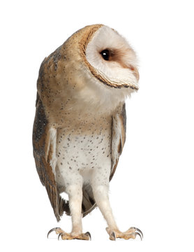 Barn Owl, Tyto alba, 4 months old