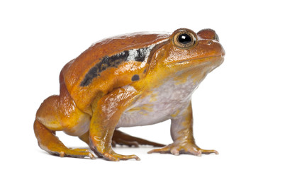 False Tomato Frog, Dyscophus guineti