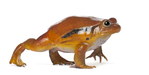 Photo sur Plexiglas Grenouille False Tomato Frog, Dyscophus guineti