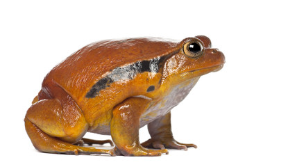 False Tomato Frog, Dyscophus guineti