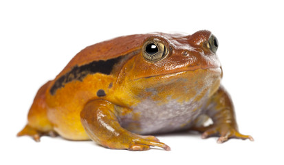 Obraz premium False Tomato Frog, Dyscophus guineti