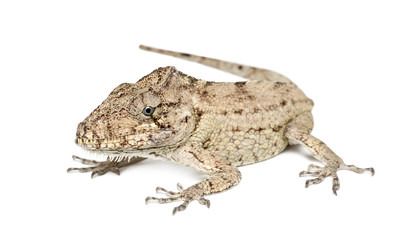 Oriente Bearded Anole or Anolis porcus, Chamaeleolis porcus