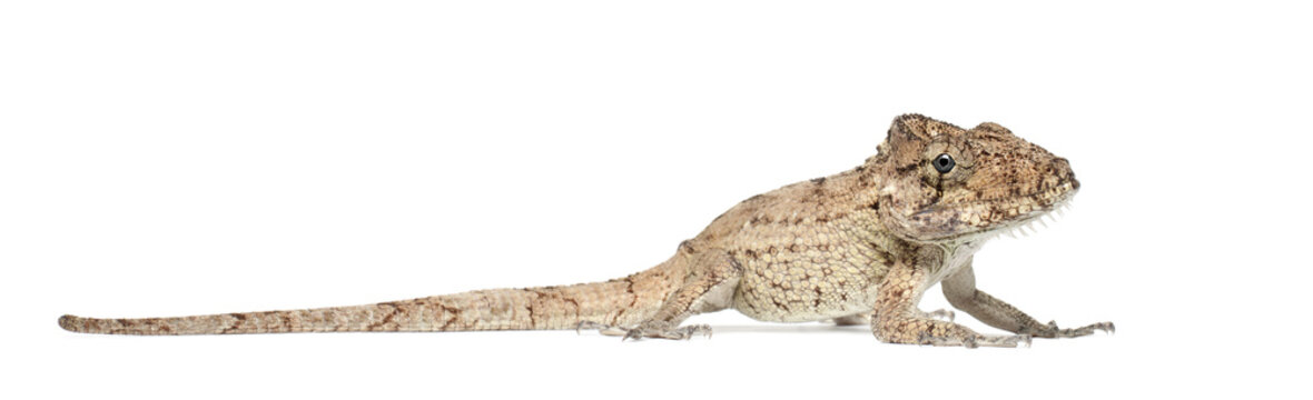 Oriente Bearded Anole or Anolis porcus, Chamaeleolis porcus