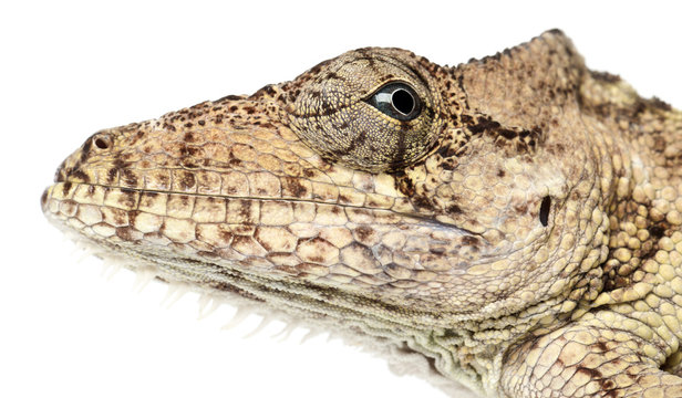 Oriente Bearded Anole or Anolis porcus, Chamaeleolis porcus