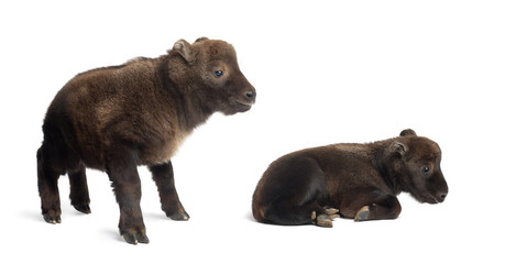 Obraz premium Mishmi Takins, Budorcas taxicolor taxicol