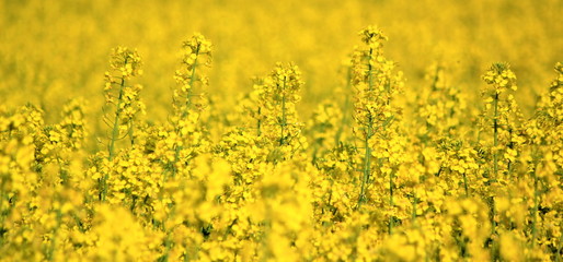 Rapeseed field