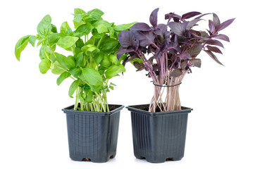 Green and purple basil growing in the flowerpot