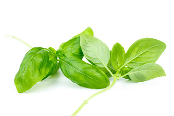 Two stems of green sweet basil