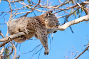 Zelfklevend Fotobehang koalaboom © Baltazar