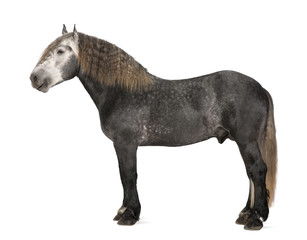 Percheron, 5 years old, a breed of draft horse